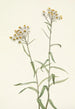 Wieczna perła Anaphalis margaritacea - Mary Vaux Walcott — widok dzieła