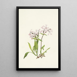 Mary Vaux Walcott - Peatpink Silene caroliniana.webp