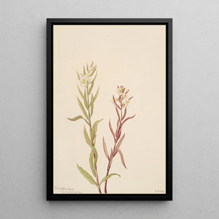 Mary Vaux Walcott - Pedicularis raremosa.webp