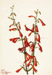 Penstémon barbu Pentstemon barbatus - Mary Vaux Walcott — widok dzieła