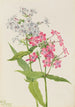 Fiołek żywy Fiołek paniculata - Mary Vaux Walcott — widok dzieła