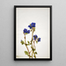 Phacélie de Parry Phacelia parryi - Mary Vaux Walcott — oprawiony obraz na ścianie