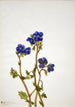 Phacélie de Parry Phacelia parryi - Mary Vaux Walcott — widok dzieła