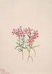 Phlox stansburyi - Mary Vaux Walcott — widok dzieła