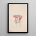 Phlox stansburyi - Mary Vaux Walcott — oprawiony obraz na ścianie