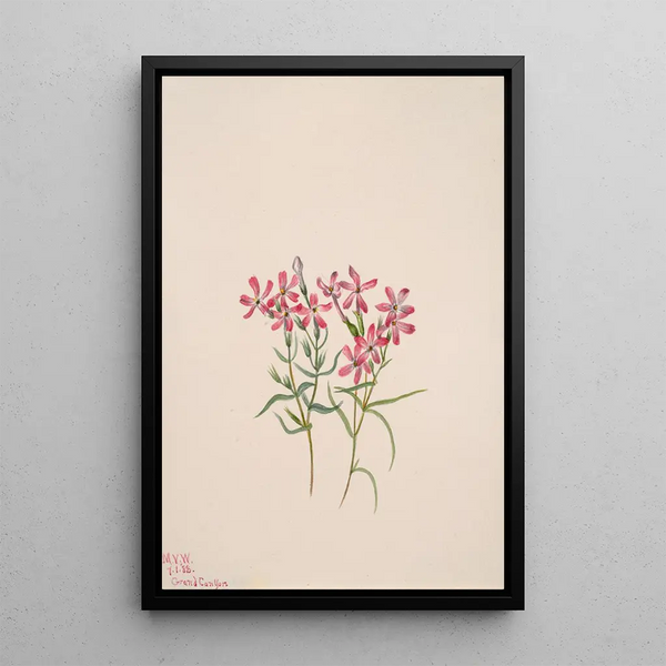 Mary Vaux Walcott - Phlox stansburyi.webp
