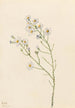 Aster des pinèdes Aster squarrosus - Mary Vaux Walcott — widok dzieła
