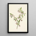 Myrtille des pinèdes Vaccinium tenellum - Mary Vaux Walcott — oprawiony obraz na ścianie