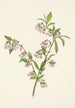 Myrtille des pinèdes Vaccinium tenellum - Mary Vaux Walcott — widok dzieła