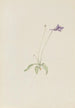 Pinguicula vulgaris - Mary Vaux Walcott — widok dzieła