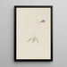 Pinguicula vulgaris - Mary Vaux Walcott — oprawiony obraz na ścianie
