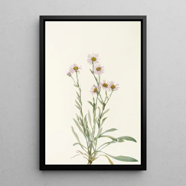 Mary Vaux Walcott - Pink Fleabane Erigeron caespitosus.webp