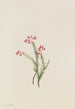 Bruyère różowa Phyllodoce empetriformis - Mary Vaux Walcott — widok dzieła