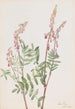 Hedysarum rose Hedysarum americanum - Mary Vaux Walcott — widok dzieła