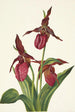 Sabot de Vénus różowe Cypripedium acaule - Mary Vaux Walcott — widok dzieła