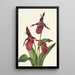 Sabot de Vénus różowe Cypripedium acaule - Mary Vaux Walcott — oprawiony obraz na ścianie