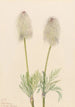 Anémone plume Pulsatilla occidentalis - Mary Vaux Walcott — widok dzieła