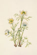Fleur d'anémone plume Pulsatilla occidentalis - Mary Vaux Walcott — widok dzieła