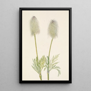 Mary Vaux Walcott - Plume Anemone fruit Pulsatilla occidentalis.webp