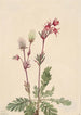 Dym z łąk Sieversia ciliata - Mary Vaux Walcott — widok dzieła