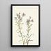 Aster łąkowy Aster campestris - Mary Vaux Walcott — oprawiony obraz na ścianie