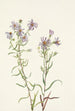Aster łąkowy Aster campestris - Mary Vaux Walcott — widok dzieła