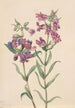 Pentstemon des prairies Pentstemon erianthera - Mary Vaux Walcott — widok dzieła
