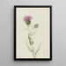 Chardon des prairies Cirsium undulatum - Mary Vaux Walcott — oprawiony obraz na ścianie