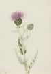 Chardon des prairies Cirsium undulatum - Mary Vaux Walcott — widok dzieła