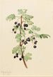 Ribes lacustre z ostrogami - Mary Vaux Walcott — widok dzieła