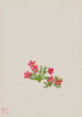 Primula angustifolia - Mary Vaux Walcott — widok dzieła