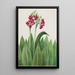 Primula parryi - Mary Vaux Walcott — widok dzieła