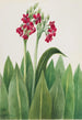 Primula parryi - Mary Vaux Walcott — oprawiony obraz na ścianie