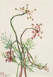 Pseudocymopterus montanus - Mary Vaux Walcott — widok dzieła
