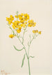 Psilostrophe sparsiflora - Mary Vaux Walcott — widok dzieła