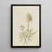 Pulsatilla occidentalis - Mary Vaux Walcott — oprawiony obraz na ścianie