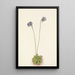 Grassette violette Pinguicula elatior - Mary Vaux Walcott — oprawiony obraz na ścianie