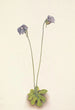 Grassette violette Pinguicula elatior - Mary Vaux Walcott — widok dzieła