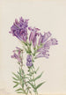 Pentstemon fioletowy Pentstemon lyallii - Mary Vaux Walcott — widok dzieła