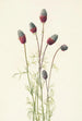 Trèfle des prairies violet Petalostemon purpureum - Mary Vaux Walcott — widok dzieła