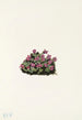 purpurowej skalnicy Saxifraga oppositifolia - Mary Vaux Walcott — widok dzieła