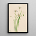 eleganckiego Calochortus - Mary Vaux Walcott — oprawiony obraz na ścianie