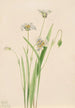 eleganckiego Calochortus - Mary Vaux Walcott — widok dzieła