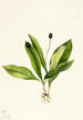 Clintonia uniflore - Mary Vaux Walcott — widok dzieła