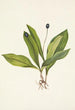 Owoc Clintonia uniflora - Mary Vaux Walcott — widok dzieła