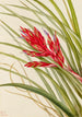 Tillandsia fasciculée - Mary Vaux Walcott — widok dzieła