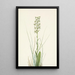 Orchis lacéré - Mary Vaux Walcott — oprawiony obraz na ścianie