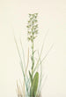 Orchis lacéré - Mary Vaux Walcott — widok dzieła