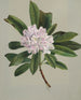 Rhododendron Rhododendron maximum - Mary Vaux Walcott — widok dzieła