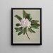 Rhododendron Rhododendron maximum - Mary Vaux Walcott — oprawiony obraz na ścianie